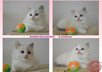 femelle blue bicolour - 6 semaines - Chatterie Ragdolls du Val de Beauvoir